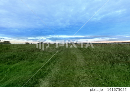 Path through a field under a blue sky at dusk with low green grass along the trail Path through a field under a blue sky at dusk with low green grass along the trail 141675025