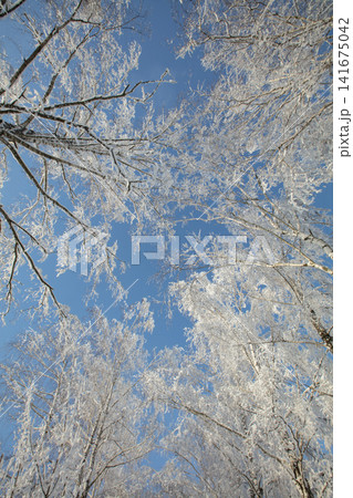 Snow-covered trees reach up toward a clear blue sky in a winter scene during daytime in a forest setting Snow-covered trees reach up toward a clear blue sky in a winter scene during daytime in a forest setting 141675042
