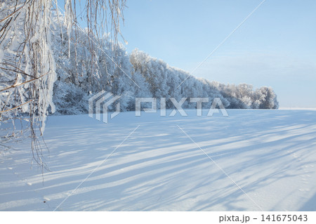 Snow covers trees and ground in a winter landscape near a field under a clear sky in a cold season 141675043