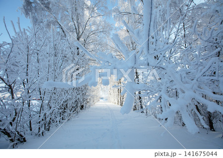 Snow-covered path in a forest with trees lined by frost on a bright winter day in December Snow-covered path in a forest with trees lined by frost on a bright winter day in December 141675044