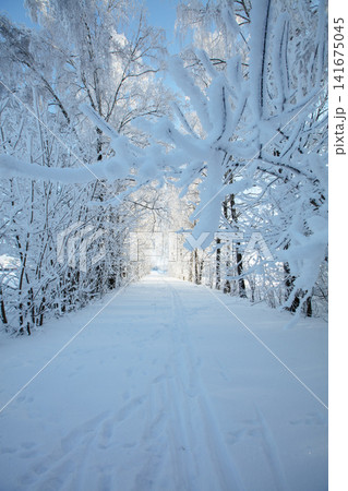 Snow covers a path in a forest during winter with trees lined on both sides under a bright blue sky Snow covers a path in a forest during winter with trees lined on both sides under a bright blue sky 141675045
