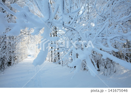 Snow-covered path in a forest during winter with trees and branches filled with snow Snow-covered path in a forest during winter with trees and branches filled with snow 141675046
