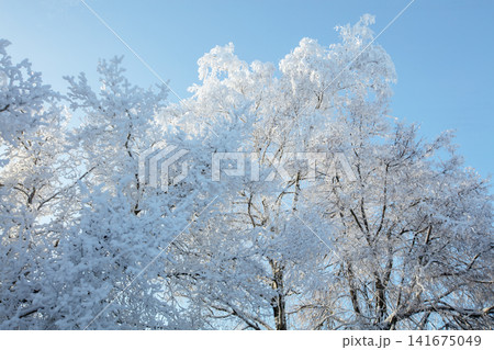Bright winter trees with snow-covered branches under a clear sky in a rural area during daylight hours Bright winter trees with snow-covered branches under a clear sky in a rural area during daylight hours 141675049