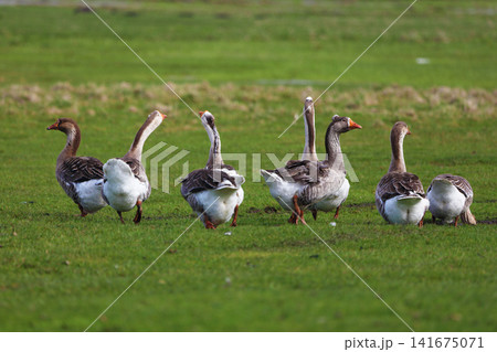 Geese graze on a green meadow. A flock of domestic geese walks one after another across the field. Geese graze on a green meadow. A flock of domestic geese walks one after another across the field. 141675071