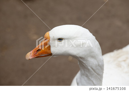 White goose close-up portrait with orange bill captured in natural light against a soft brown background White goose close-up portrait with orange bill captured in natural light against a soft brown background 141675108