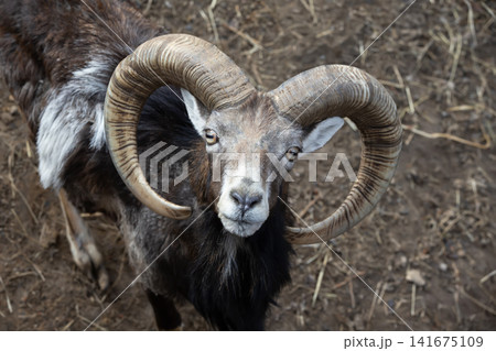 A ram with unique curved horns, looking curiously, captured in natural light in rich earth tones. A ram with unique curved horns, looking curiously, captured in natural light in rich earth tones. 141675109