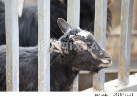 Curious black goat peering through metal fence in soft natural light, capturing a playful and peaceful farm mood Curious black goat peering through metal fence in soft natural light, capturing a playful and peaceful farm mood 141675111