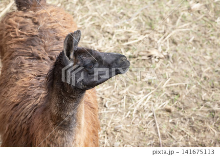 Brown llama standing in a grassy field under soft natural light Brown llama standing in a grassy field under soft natural light 141675113