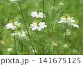 ホワイトニゲラ 141675125