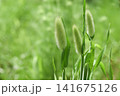 ラグラス 141675126