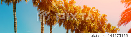 row off tropic palm trees against sunset sky row off tropic palm trees against sunset sky 141675156