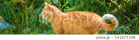Ginger cat walking in the garden in summer Ginger cat walking in the garden in summer 141675196