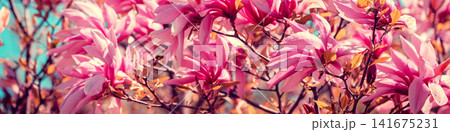 Blossom magnolia flowers against sky. Springtime Blossom magnolia flowers against sky. Springtime 141675231