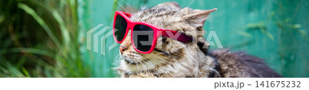 Fashion portrait of cat wearing sunglasses sitting in a grass Fashion portrait of cat wearing sunglasses sitting in a grass 141675232