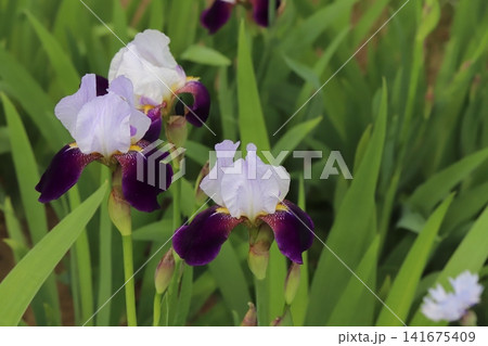 春の公園に咲く紫色の花びらと白い花びらを持つジャーマンアイリスの花 春の公園に咲く紫色の花びらと白い花びらを持つジャーマンアイリスの花 141675409