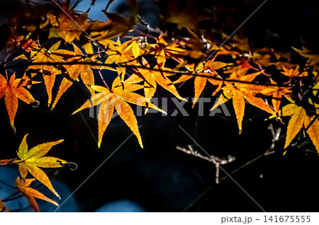 命の痕跡（紅葉の葉脈） 141675555
