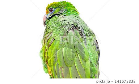 Close up isolated Orange-winged Amazon parrot, Amazona amazonica, with detailed green plumage on transparent background. Tropical bird, exotic wildlife, clipping path, avian portrait, design element. 141675838