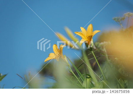 青空の下で咲くニッコウキスゲの夏の花 青空の下で咲くニッコウキスゲの夏の花 141675856