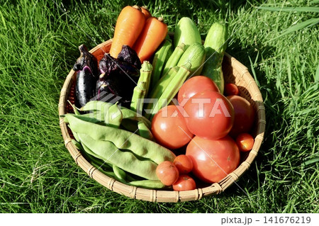 収穫した夏野菜 収穫した夏野菜 141676219