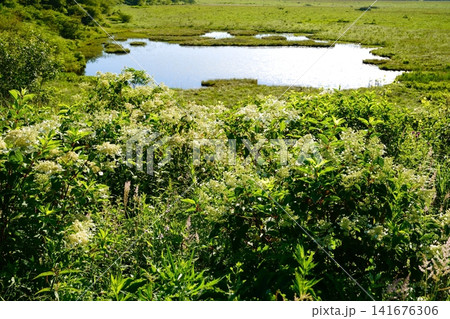八島ヶ原湿原 八島ヶ原湿原 141676306