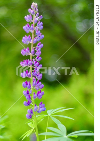 緑の背景に映える紫色のルピナスの花 緑の背景に映える紫色のルピナスの花 141676313