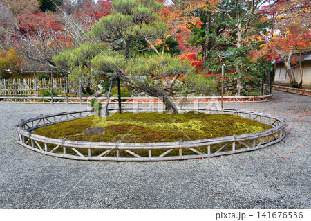 京都　二尊院の垣根と美しい秋の紅葉（京都府京都市右京区） 141676536