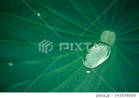 蓮の葉に溜まった雨水 蓮の葉に溜まった雨水 141676609