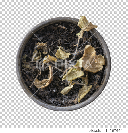A dead plant with dried brown leaves lies in a pot of dry soil. 141676644