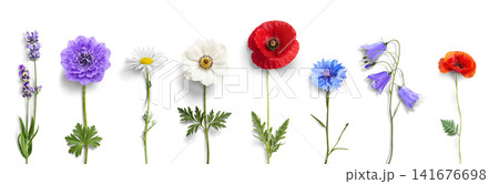 Wild flowers arranged on a transparent background with vibrant purple, blue, red and white hues. Flat lay Wild flowers arranged on a transparent background with vibrant purple, blue, red and white hues. Flat lay 141676698