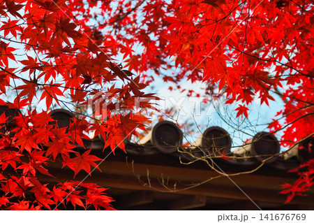 京都 二尊院 美しい秋の紅葉(京都府京都市右京区) 京都 二尊院 美しい秋の紅葉(京都府京都市右京区) 141676769