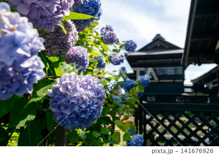 旧青山家別邸 庭園 北海道小樽市 紫陽花 旧青山家別邸 庭園 北海道小樽市 紫陽花 141676926