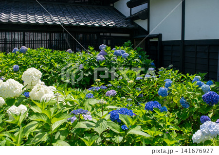 旧青山家別邸 庭園 北海道小樽市 紫陽花 旧青山家別邸 庭園 北海道小樽市 紫陽花 141676927