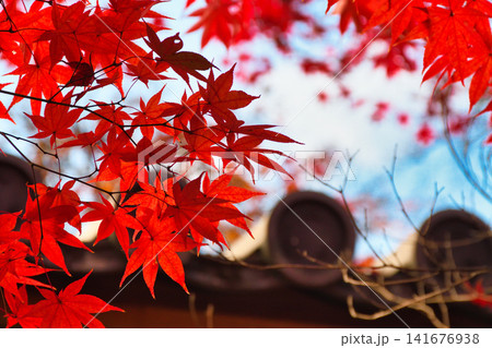 京都 二尊院 美しい秋の紅葉(京都府京都市右京区) 京都 二尊院 美しい秋の紅葉(京都府京都市右京区) 141676938