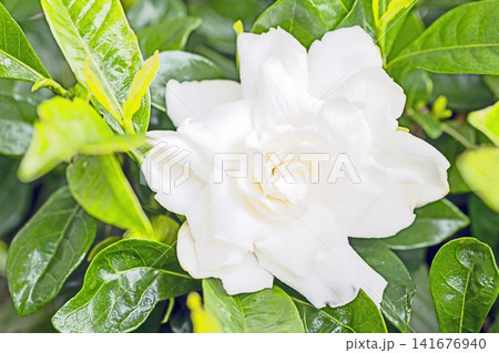 家の周りの草花 四季の色々 庭の常緑樹に白い光沢のある美しい八重咲のクチナシの花が咲き始めました 家の周りの草花 四季の色々 庭の常緑樹に白い光沢のある美しい八重咲のクチナシの花が咲き始めました 141676940