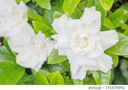 家の周りの草花 四季の色々 庭の常緑樹に白い光沢のある美しい八重咲のクチナシの花が咲き始めました 家の周りの草花 四季の色々 庭の常緑樹に白い光沢のある美しい八重咲のクチナシの花が咲き始めました 141676942