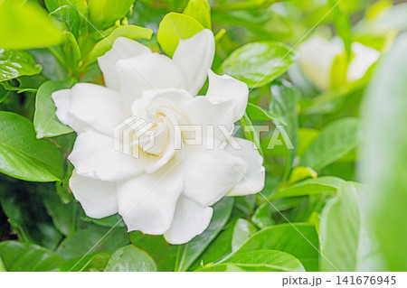 家の周りの草花 四季の色々 庭の常緑樹に白い光沢のある美しい八重咲のクチナシの花が咲き始めました 家の周りの草花 四季の色々 庭の常緑樹に白い光沢のある美しい八重咲のクチナシの花が咲き始めました 141676945