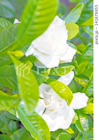 家の周りの草花　四季の色々　庭の常緑樹に白い光沢のある美しい八重咲のクチナシの花が咲き始めました 141676955