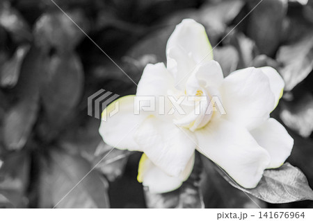 家の周りの草花 四季の色々 庭の常緑樹に白い光沢のある美しい八重咲のクチナシの花が咲き始めました 家の周りの草花 四季の色々 庭の常緑樹に白い光沢のある美しい八重咲のクチナシの花が咲き始めました 141676964