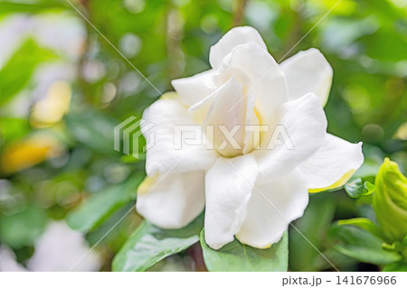 家の周りの草花 四季の色々 庭の常緑樹に白い光沢のある美しい八重咲のクチナシの花が咲き始めました 家の周りの草花 四季の色々 庭の常緑樹に白い光沢のある美しい八重咲のクチナシの花が咲き始めました 141676966