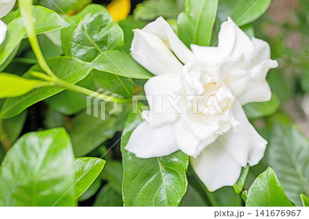 家の周りの草花 四季の色々 庭の常緑樹に白い光沢のある美しい八重咲のクチナシの花が咲き始めました 家の周りの草花 四季の色々 庭の常緑樹に白い光沢のある美しい八重咲のクチナシの花が咲き始めました 141676967