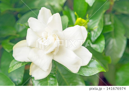 家の周りの草花 四季の色々 庭の常緑樹に白い光沢のある美しい八重咲のクチナシの花が咲き始めました 家の周りの草花 四季の色々 庭の常緑樹に白い光沢のある美しい八重咲のクチナシの花が咲き始めました 141676974