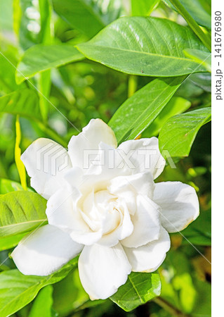 家の周りの草花 四季の色々 庭の常緑樹に白い光沢のある美しい八重咲のクチナシの花が咲き始めました 家の周りの草花 四季の色々 庭の常緑樹に白い光沢のある美しい八重咲のクチナシの花が咲き始めました 141676980