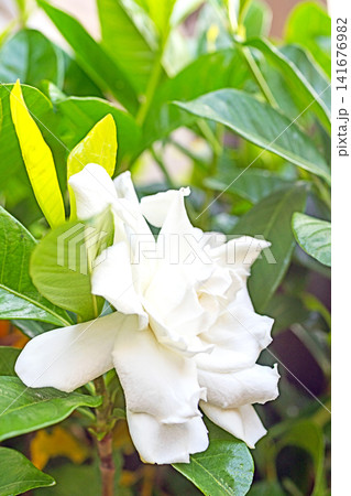 家の周りの草花 四季の色々 庭の常緑樹に白い光沢のある美しい八重咲のクチナシの花が咲き始めました 家の周りの草花 四季の色々 庭の常緑樹に白い光沢のある美しい八重咲のクチナシの花が咲き始めました 141676982