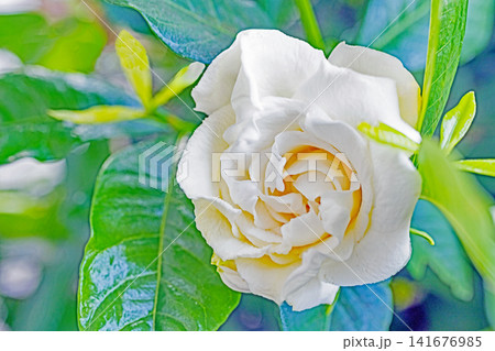 家の周りの草花　四季の色々　庭の常緑樹に白い光沢のある美しい八重咲のクチナシの花が咲き始めました 141676985