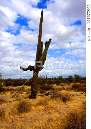 Old Saguaro Cactus Sonora desert Arizona Old Saguaro Cactus Sonora desert Arizona 141677009