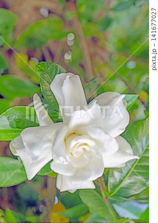 家の周りの草花 四季の色々 庭の常緑樹に白い光沢のある美しい八重咲のクチナシの花が咲き始めました 家の周りの草花 四季の色々 庭の常緑樹に白い光沢のある美しい八重咲のクチナシの花が咲き始めました 141677027
