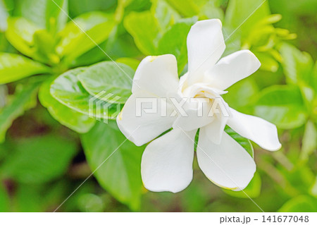家の周りの草花 四季の色々 庭の常緑樹に白い光沢のある美しい八重咲のクチナシの花が咲き始めました 家の周りの草花 四季の色々 庭の常緑樹に白い光沢のある美しい八重咲のクチナシの花が咲き始めました 141677048