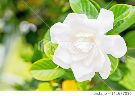 家の周りの草花 四季の色々 庭の常緑樹に白い光沢のある美しい八重咲のクチナシの花が咲き始めました 家の周りの草花 四季の色々 庭の常緑樹に白い光沢のある美しい八重咲のクチナシの花が咲き始めました 141677056