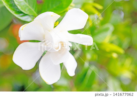 家の周りの草花 四季の色々 庭の常緑樹に白い光沢のある美しい八重咲のクチナシの花が咲き始めました 家の周りの草花 四季の色々 庭の常緑樹に白い光沢のある美しい八重咲のクチナシの花が咲き始めました 141677062