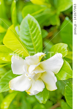 家の周りの草花 四季の色々 庭の常緑樹に白い光沢のある美しい八重咲のクチナシの花が咲き始めました 家の周りの草花 四季の色々 庭の常緑樹に白い光沢のある美しい八重咲のクチナシの花が咲き始めました 141677063